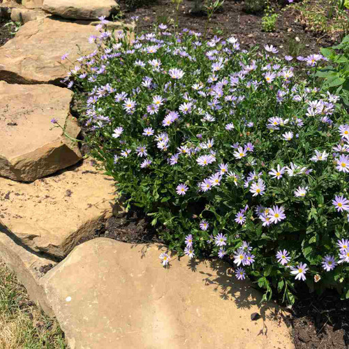 Japanese Aster 'Blue Star' - easy to grow perennial with very long flowering season