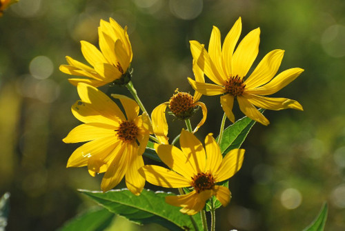Woodland Sunflower - Helianthus divaricatus - excellent native plant for butterflies, pollinators, insects and birds
