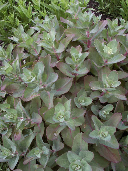 Hylotelephium 'Matrona' -  leaves are ornamental even before the seedheads develop. 'Matrona' is superior perennial for changing climate