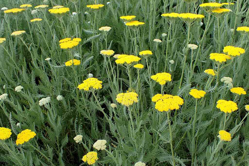 Yarrow - Achillea 'Moonshine' - drought tolerant and long flowering perennial for sun