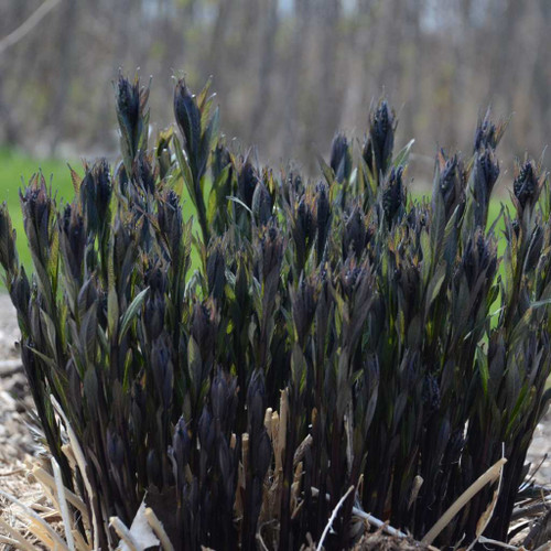 Amsonia 'Storm Cloud' - perennial that sprouts with black stems that prolong into very dark stems ©Walters Gardens