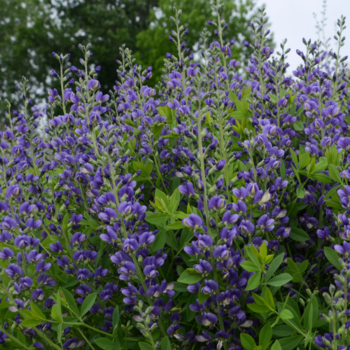 False Indigo 'Blueberry Sundae' - pollinator and butterfly friendly perennials ©Walters Gardens