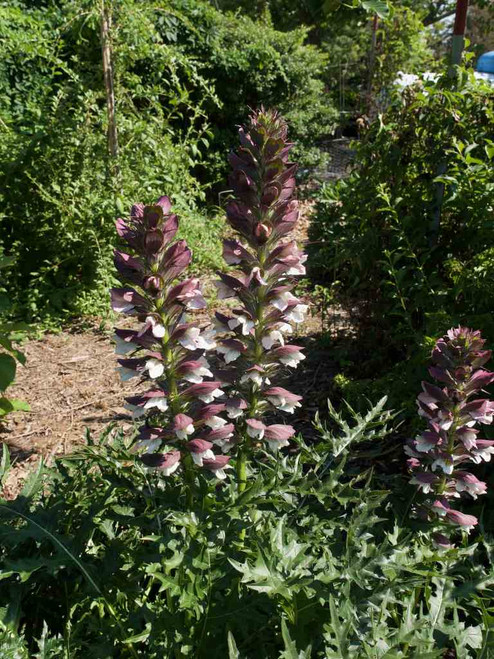 Acanthus spinosus - unique looking, trouble free architectural perennial ©F.D. Richards
