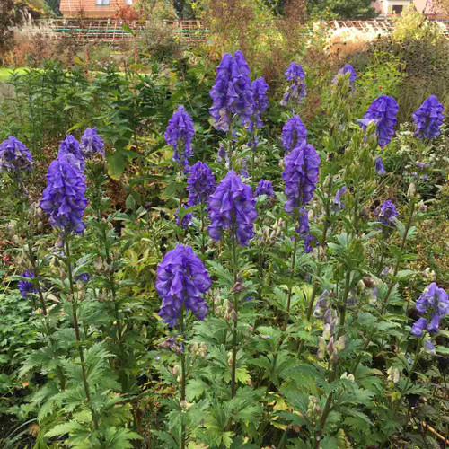Aconitum carmichaelii 'Arendsii'  - perennial that blooms in September and October ©US Perennials