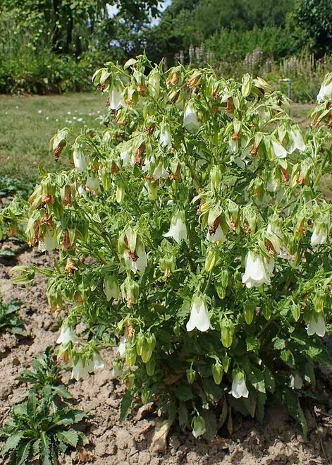 Ringed Bellflower - short-lived perennial with nodding bells ©Krzysztof Ziarnek