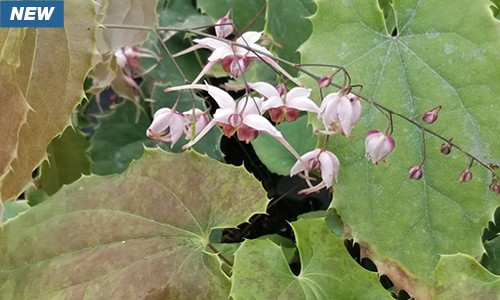 Epimedium 'Pink Panther' - dry shade tolerant perennials and fast growing groundcover ⒸCreek Hill