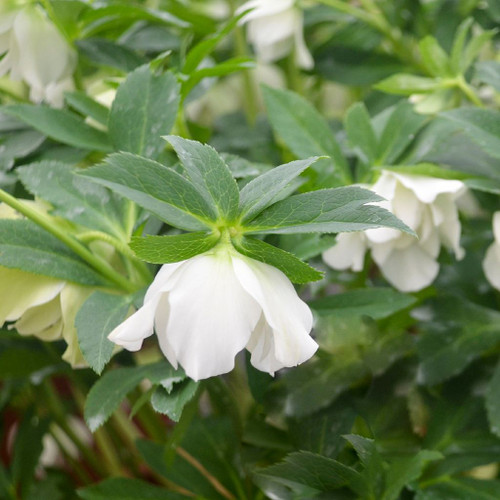 Hellebore WEDDING PARTY series  'Wedding Bells' - half shade or shade loving perennial, great hosta combination ⒸWalters Gardens