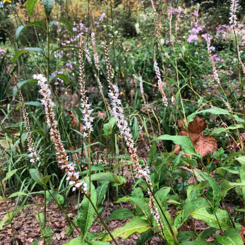 Persicaria amplexicaulis 'Alba' - deer resistant perennial for clay soil in half shade ⒸUS Perennials