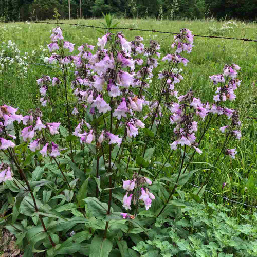 Penstemon digitalis 'Precious Gem' - reliable, tough and deer resistant nativar ⒸUS Perennials