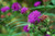 Vernonia arkanana - tall late summer blooming perennial ©Eric Hunt
