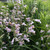 Slender Beardtongue - smaller native wildflower for edges or rock garden ©US Perennials