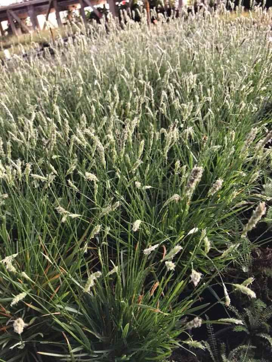 Sesleria 'Greenlee' - showy evergreen grass for the edges or drier shade ⒸBrent Horvath, Intrinsic Perennial Gardens