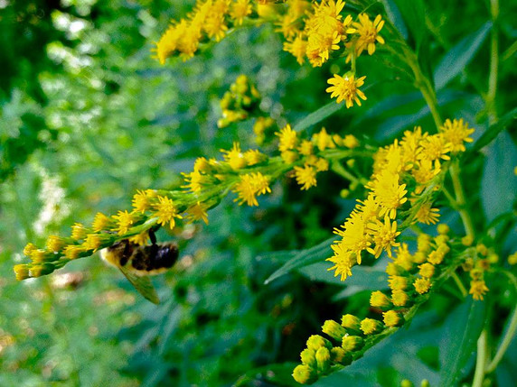 Early Goldenrod flowers from July till August and attracts many native bees and butterflies ⒸFritzflohrreynolds