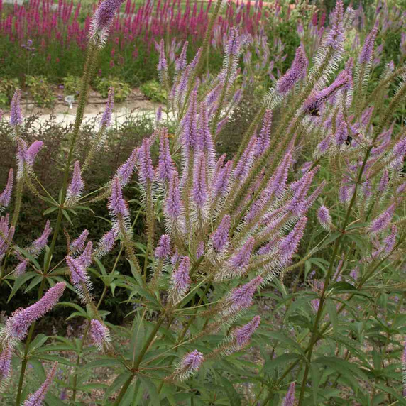 Veronicastrum 'Fascination' - showy tall perennial for the back of the flower bed ©US Perennials