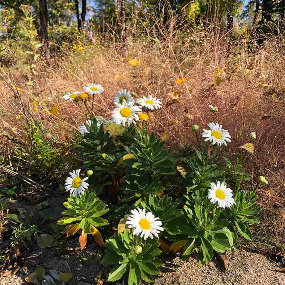 Nippon Daisy blooms late in September-October, on the picture with Purple Love Grass ⒸUS Perennials