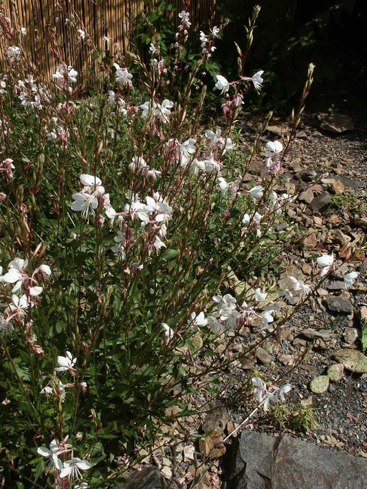 Gaura lindheimerii 'Summer Breeze' - Lindheimer's Beeblossom 'Summer Breeze' - monarch perennials