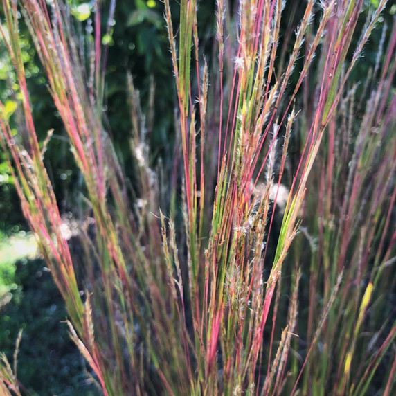 Schizachyrium scoparium - Little Blue Stem - fall interest perennials ©US Perennials