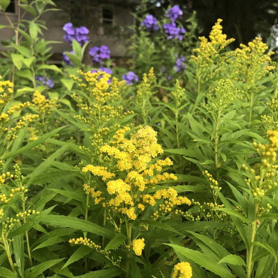 Solidago 'Little Lemon' - perennials for bees and pollinator