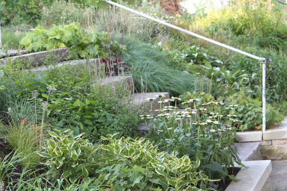 Tricyrtis 'Samurai' in naturalistic half  shade garden - the variegation turns in the summer heat from yellow to cream-white ©Andrew Marrs