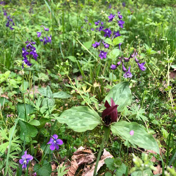 Dwarf Larkspur - showy spring native ephemeral, goes well with Trillium, Viola or Hosta ©US Perennials