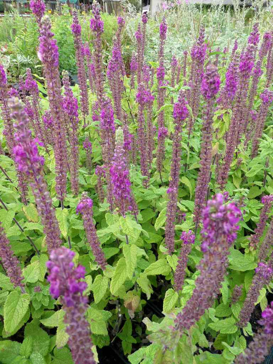Iranian Germander - pollinator friendly perennial for average to well drained soils ©US Perennials