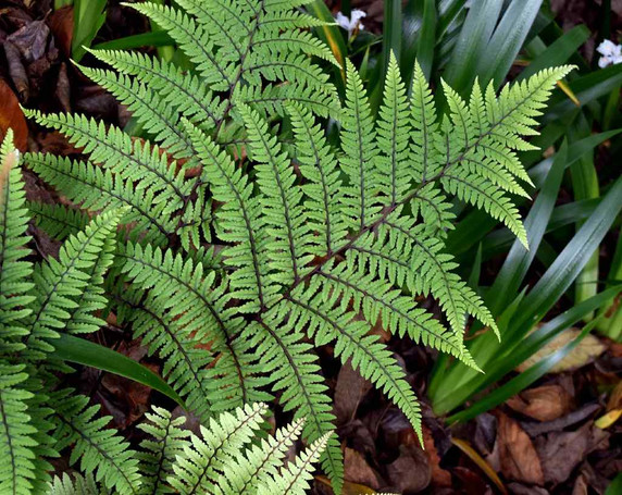 Athyrium otophorum - moisture -loving fern with unusual color and very fine leaves ©Krzysztof Golik