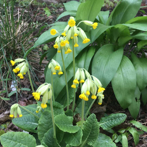 Primula veris - small plant for partial shade or shade, goes well with hosta ©US Perennials