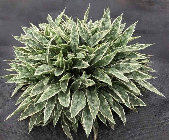 Lungwort 'Raspberry Frost' - spring perennial with ornamental leaves ©Terra Nova Nurseries