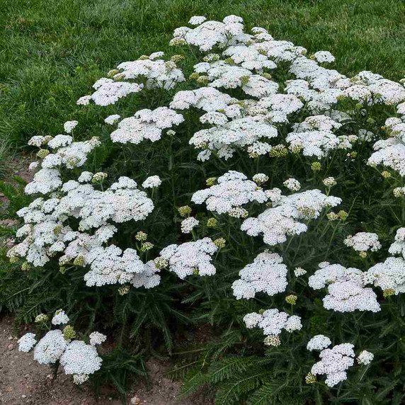 Achillea millefolium 'Firefly Diamond' - non-flopping perennial for sun ©Walters Gardens