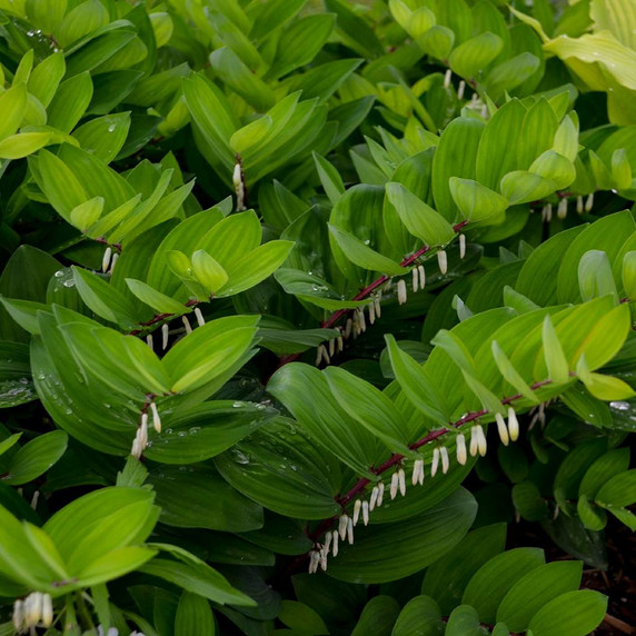 Polygonatum 'Ruby Slippers' - good Hosta companion ©Walters Gardens