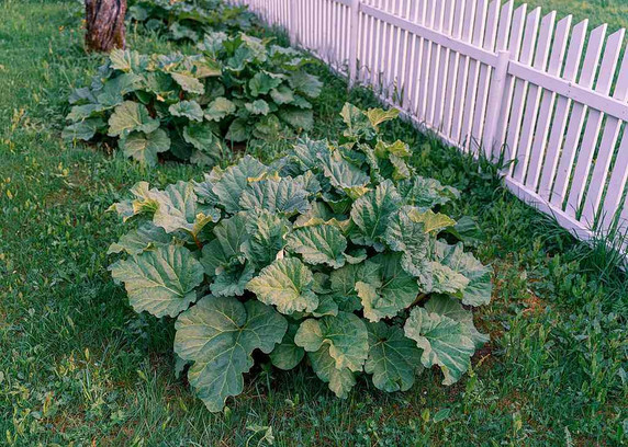Rhubarb 'Glaskins Perpetual' - ornamental, edible and medicinal perennial with bold structure ©Øyvind Holmstad