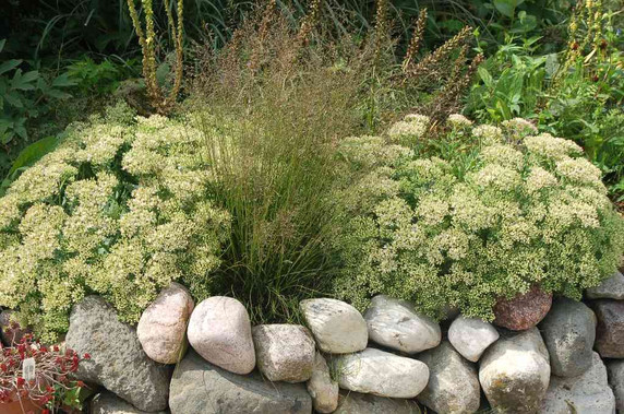 Stonecrop 'Thundercloud' - late blooming pollinator friendly Sedum  ©Intrinsic Perennials