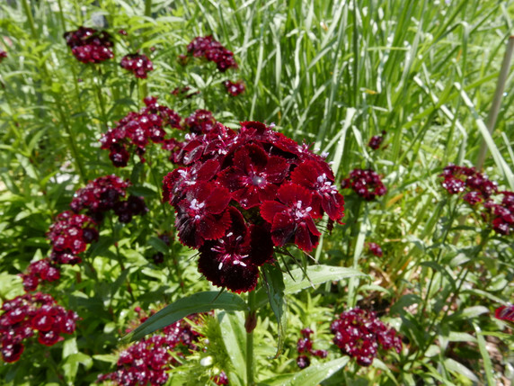 Sweet William 'Sooty' - maroon black-red flowers in late spring are excellent fragrant cut flowers ©Alvin Kho