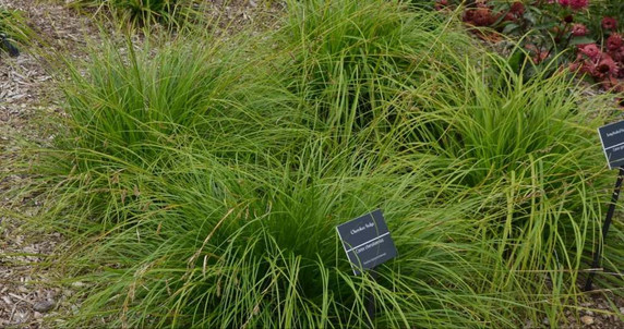 Cherokee Sedge - medium sized filling and groundcovering grass for moist soils ©Mt Cuba