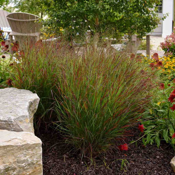 Panicum 'Cheyenne Sky' - good garden size switchgrass ©Walters Gardens