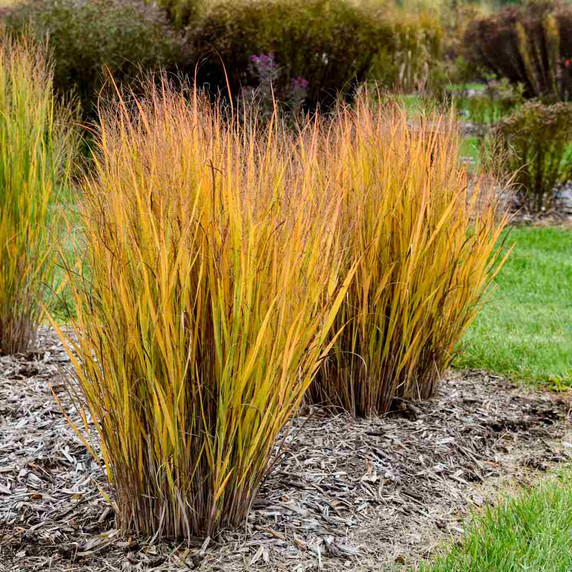 Switchgrass 'Blue Fountain' - cultivar of native grass with great manageable size and fall golden color ©Walters Gardens