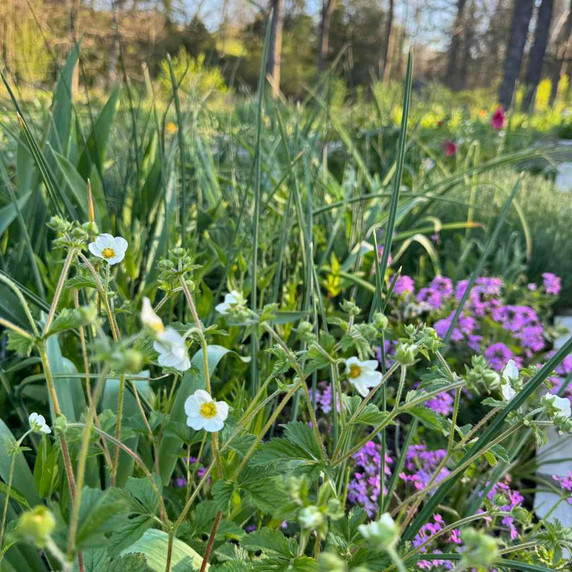 Rock Cinquefoil - drought tolerant perennial for drained soils ©US Perennials