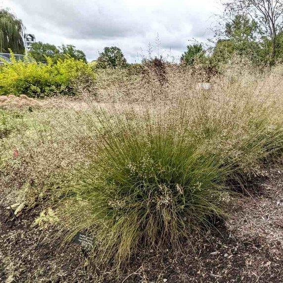 Prairie Dropseed 'Gone With The Wind' - native perennial grass for public and private gardens ©Walters Gardens