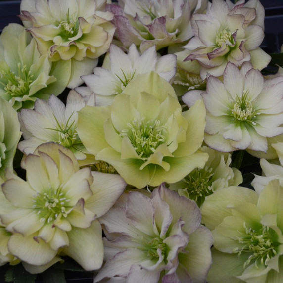 Helleborus 'First Dance'- perennial tolerant to dry shade and dry half shade ⒸWalters Gardens
