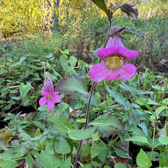 Chinese Foxglove - ground covering tender perennial or annual in colder zones ©US Perennials