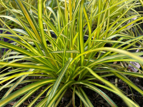 Scirpus pendulus 'Stars and Stripes' - showy grass-like perennial for average to wet soil ©Intrinsic Perennial Gardens
