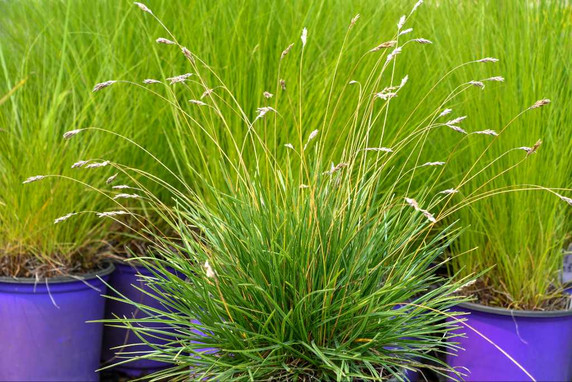 Sesleria 'Tiny Dancer' - short clumping grass for the edges and smaller gardens ⒸIntrinsic Perennial Gardens