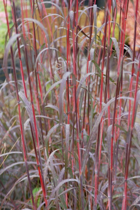 Andropogon gerardii 'Holy Smokes' - cultivar of native grass with silvery foliage and red-purple stems ©Intrinsic Perennial Gardens