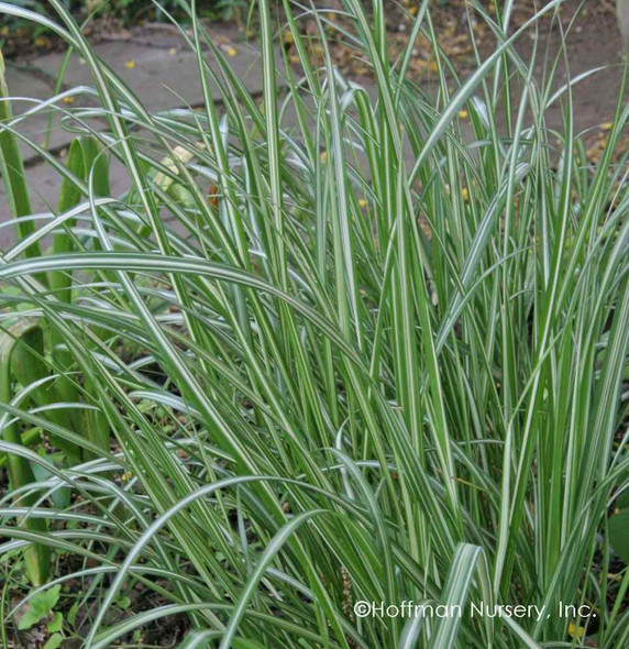Calamagrostis x 'Avalanche' - universal grass with vertical structure ©Hoffman Nursery