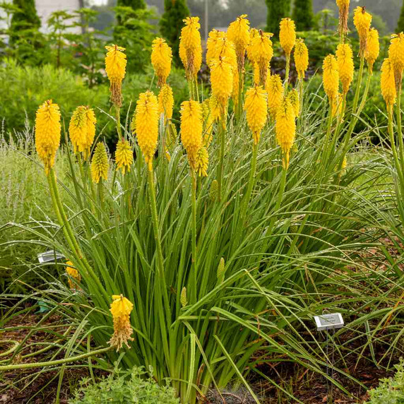 Kniphofia 'Solar Flare' - exotic looking and zone 5b hardy perennial for sunny garden ©Walters Gardens