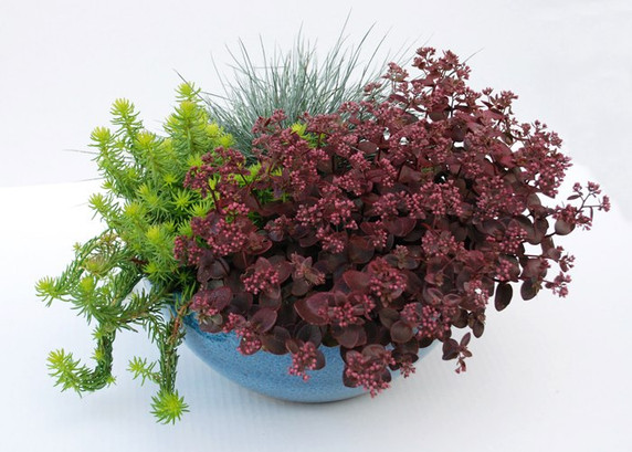Stonecrop 'Cherry Tart' - showy succulent for containers, rock gardens and retaining walls ©Chris Hansen - SunSparklerSedums
