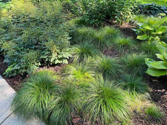 Carex albicans - native ground covering sedge, perfect for dry shade or half shade or lawn substitute in shade garden ©Austin Eischeid Garden Design Carex albicans - native ground covering sedge, perfect for dry shade or half shade or lawn substitute in shade garden ©Austin Eischeid Garden Design