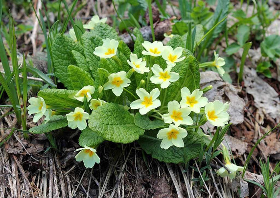 Primula acaulis - small plant for partial shade or shade, goes well with hosta or Epimedium ©SKas