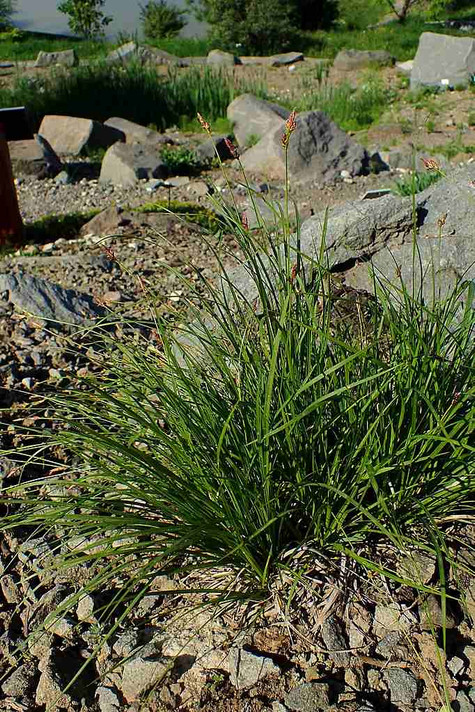Carex montana - small sedge suitable for rock gardens, lawn substitute or matrix plantings ©Krzysztof Ziarnek, Kenraiz