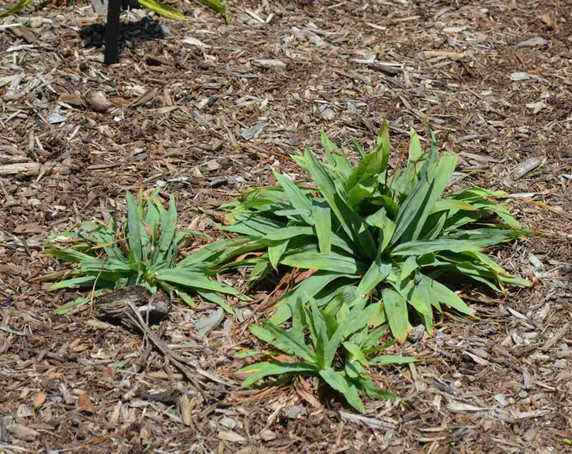 Carex platyphylla - native sedge for woodland garden ©Mt. Cuba